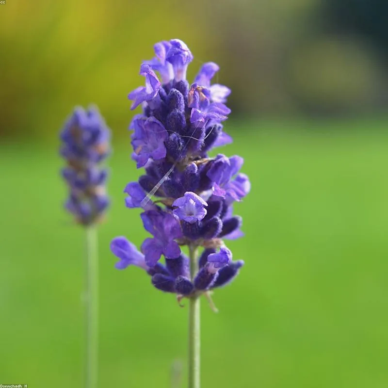 Plantines de lavanda — 2