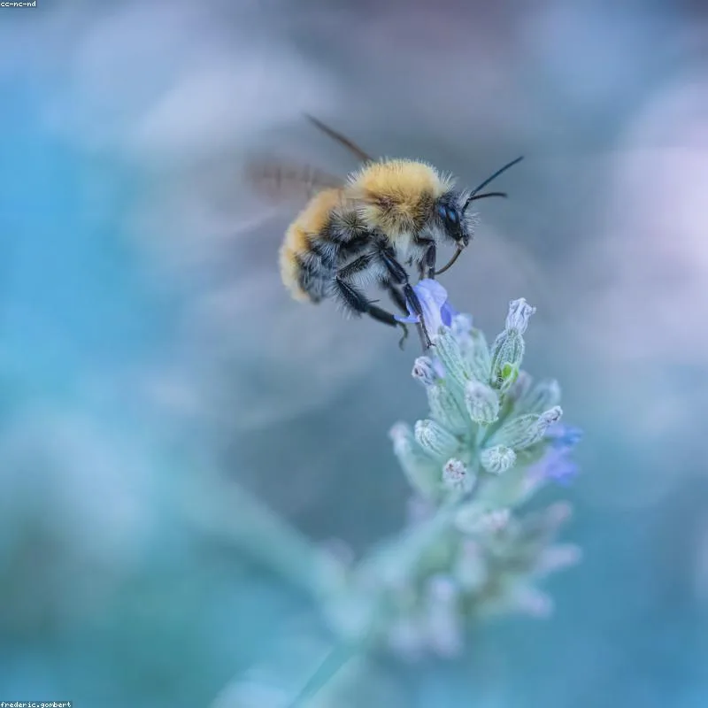Plantines de lavanda — 3